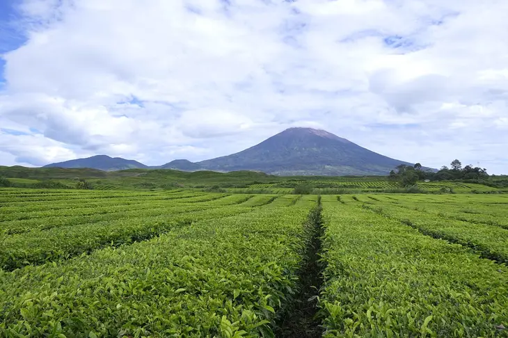 Air Sebuk Kawo: Sensasi Kopi Daun Unik Khas Kerinci Jambi