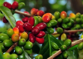 Deretan biji kopi Nusantara berkualitas premium dari berbagai wilayah di Indonesia yang siap diekspor ke pasar global.