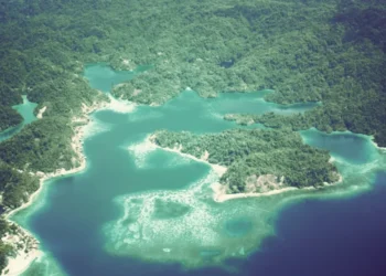 Pemandangan udara kanopi hutan hujan tropis Papua yang lebat dan hijau, menjadi rumah bagi keanekaragaman hayati serta masyarakat adat setempat.