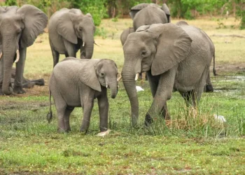 Drone Thermal Pantau Gajah Sumatera di Seblat Bengkulu