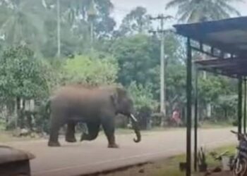 Gajah Liar Teror Warga Negeri Antara di Pintu Rime Gayo