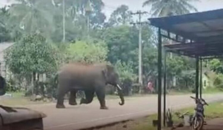 Ⓒ Hak cipta foto di atas dikembalikan sesungguhnya kepada pemilik foto Ⓒ Hak cipta foto di atas dikembalikan sesungguhnya kepada pemilik foto
