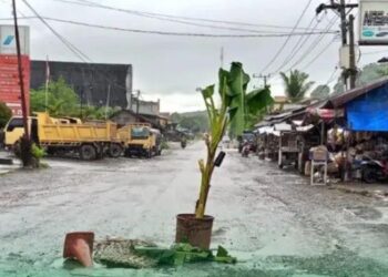 Protes Jalan Rusak, Warga Aceh Selatan Tanam Pohon Pisang