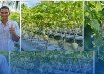Panen Melon Air Sialang, IWAPI Dorong Sinergi Petani-MBG