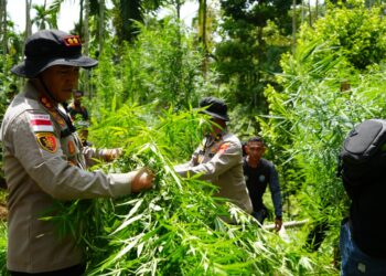 Polres Lhokseumawe Musnahkan Ladang Ganja Dua Hektare, Dua Pelaku Diamankan