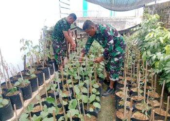 TMMD Ke-129 Kodim 0102/Pidie Mulai Garap Demplot Sayuran, Edukasi Warga Manfaatkan Lahan Kosong