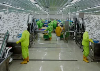Terseret Utang Rp2,8 T, Emiten Udang Kaesang Sempit Modal