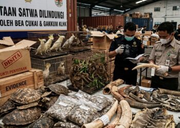 Dibalik Rantai Mafia Satwa Liar: Ancaman Nyata Biodiversitas