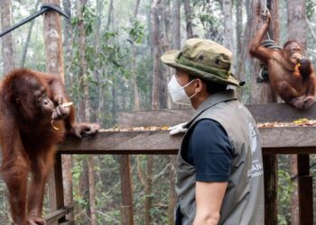 Kemenhut Kebut Penyelamatan Orangutan Korban Karhutla