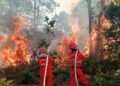 Presiden Perintahkan Sanksi Cabut Izin Perusahaan Pembakar Hutan, Demokrat: Akhiri Penanganan Setengah Hati