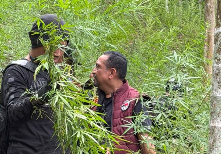 Ⓒ Hak cipta foto di atas dikembalikan sesungguhnya kepada pemilik foto
